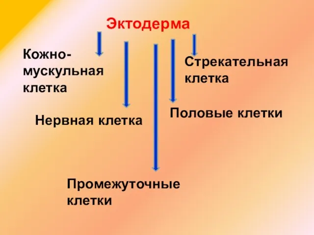 Эктодерма Кожно- мускульная клетка Нервная клетка Стрекательная клетка Промежуточные клетки Половые клетки