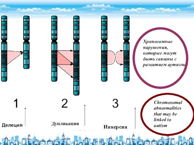 Инверсия Делеция Дупликация Хромосомные нарушения, которые могут быть связаны с развитием