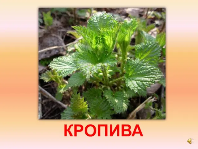 КРОПИВА