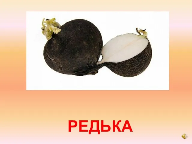 РЕДЬКА