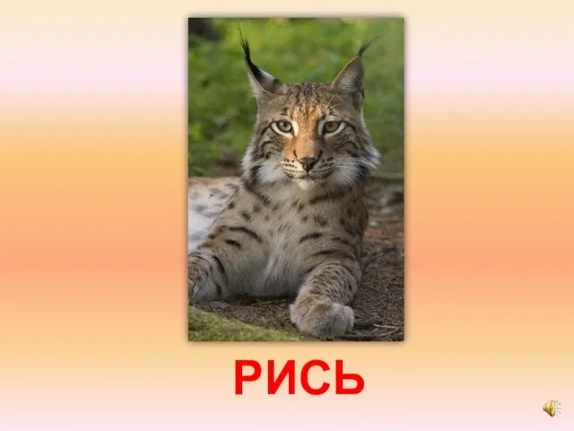 РИСЬ