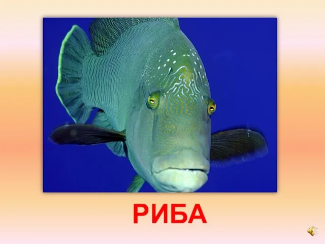 РИБА