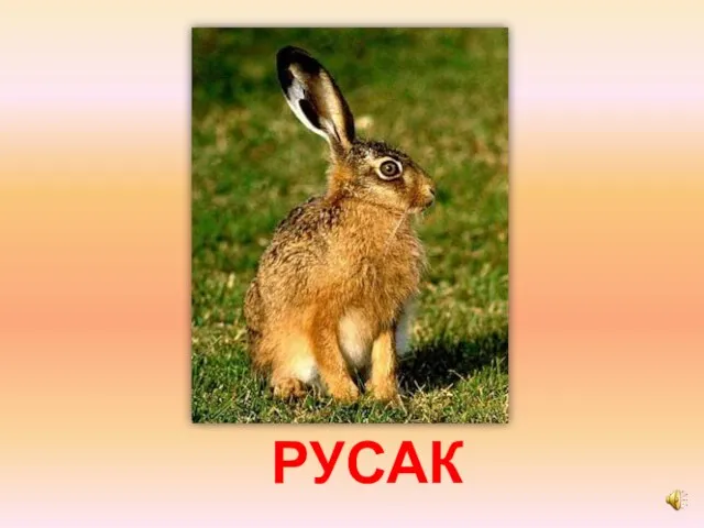 РУСАК