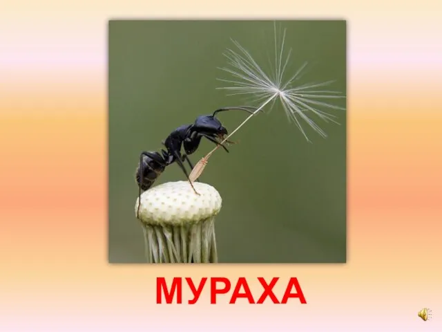 МУРАХА