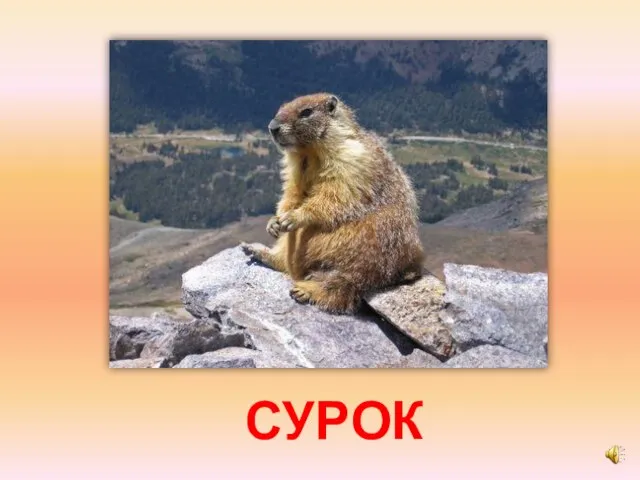 СУРОК