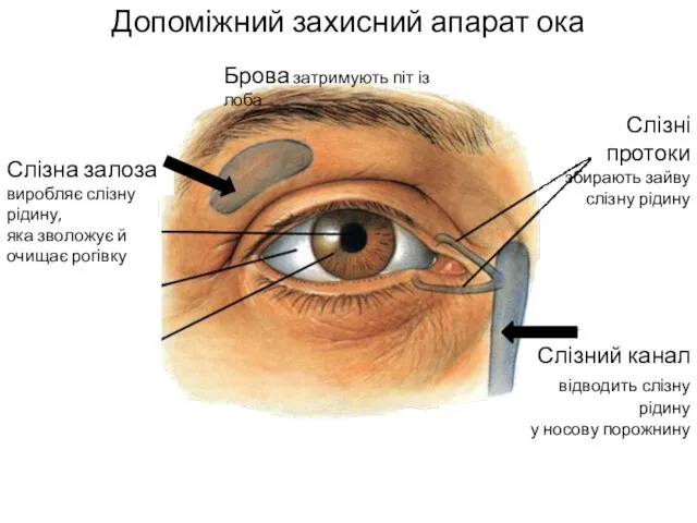 Допоміжний захисний апарат ока Брова затримують піт із лоба Слізна залоза