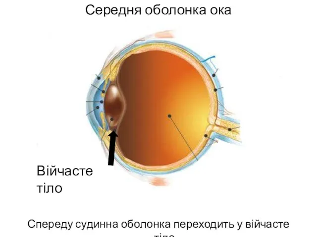 Середня оболонка ока Спереду судинна оболонка переходить у війчасте тіло Війчасте тіло