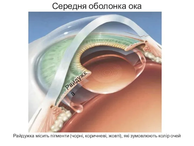 Середня оболонка ока Райдужка місить пігменти (чорні, коричневі, жовті), які зумовлюють колір очей Райдужка