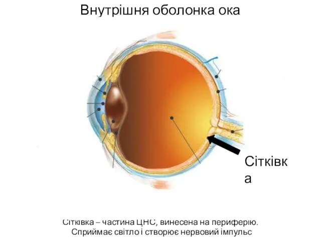 Внутрішня оболонка ока Сітківка – частина ЦНС, винесена на периферію. Сприймає