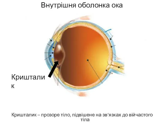 Внутрішня оболонка ока Кришталик – прозоре тіло, підвішене на зв’язках до війчастого тіла Кришталик