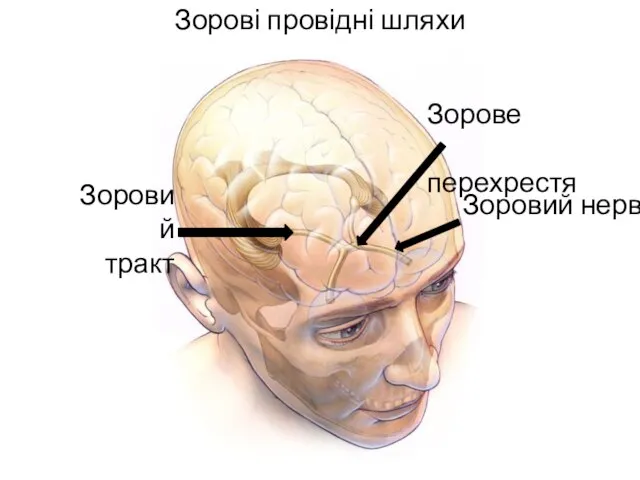 Зорові провідні шляхи Зоровий нерв Зорове перехрестя Зоровий тракт