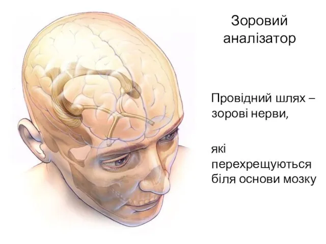 Зоровий аналізатор Провідний шлях – зорові нерви, які перехрещуються біля основи мозку