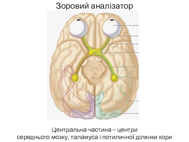 Зоровий аналізатор Центральна частина – центри середнього мозку, таламуса і потиличної ділянки кори