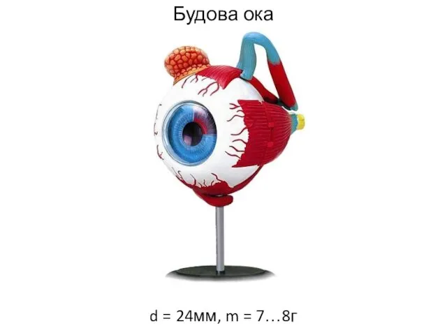 Будова ока d = 24мм, m = 7…8г