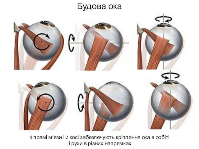 Будова ока 4 прямі м’язи і 2 косі забезпечують кріплення ока