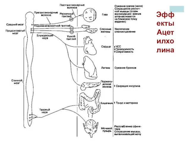 Эффекты Ацетилхолина