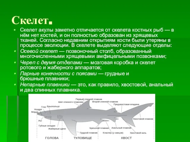 Скелет. Скелет акулы заметно отличается от скелета костных рыб — в