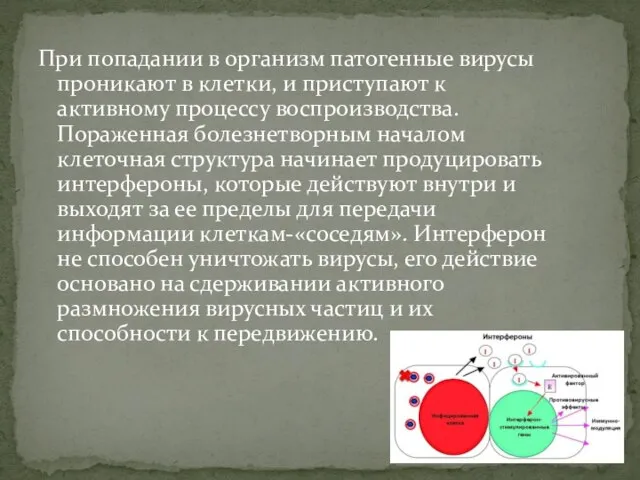 При попадании в организм патогенные вирусы проникают в клетки, и приступают