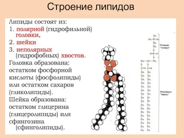 Строение липидов