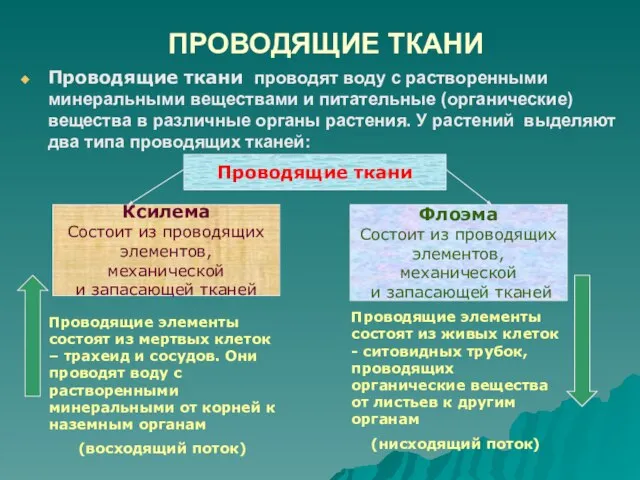 ПРОВОДЯЩИЕ ТКАНИ Проводящие ткани проводят воду с растворенными минеральными веществами и