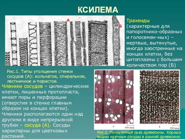 КСИЛЕМА Трахеиды (характерные для папоротнико-образных и голосемен-ных) – мертвые, вытянутые, иногда