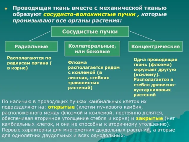 Проводящая ткань вместе с механической тканью образуют сосудисто-волокнистые пучки , которые