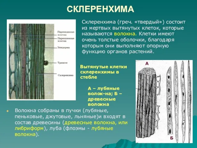 СКЛЕРЕНХИМА Волокна собраны в пучки (лубяные, пеньковые, джутовые, льняные)и входят в