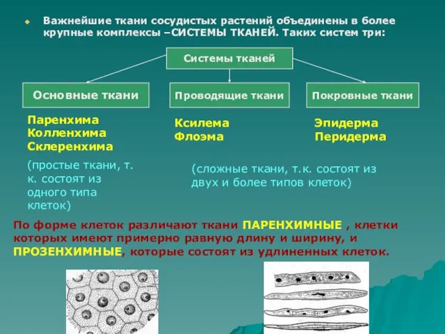 Важнейшие ткани сосудистых растений объединены в более крупные комплексы –СИСТЕМЫ ТКАНЕЙ.