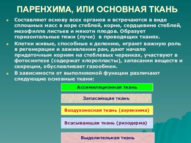 ПАРЕНХИМА, ИЛИ ОСНОВНАЯ ТКАНЬ Составляют основу всех органов и встречаются в