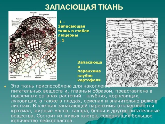 ЗАПАСЮЩАЯ ТКАНЬ Эта ткань приспособлена для накопления питательных веществ и, главным