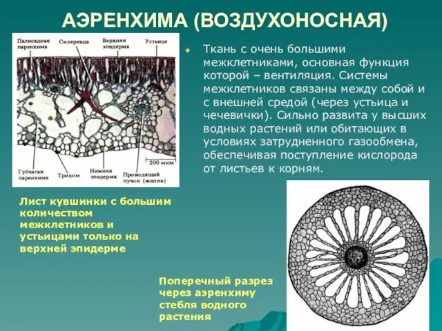 АЭРЕНХИМА (ВОЗДУХОНОСНАЯ) Ткань с очень большими межклетниками, основная функция которой –