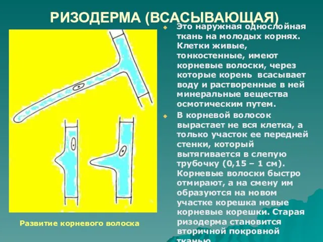 РИЗОДЕРМА (ВСАСЫВАЮЩАЯ) Это наружная однослойная ткань на молодых корнях. Клетки живые,