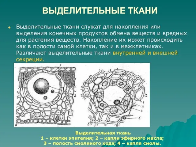 ВЫДЕЛИТЕЛЬНЫЕ ТКАНИ Выделительные ткани служат для накопления или выделения конечных продуктов