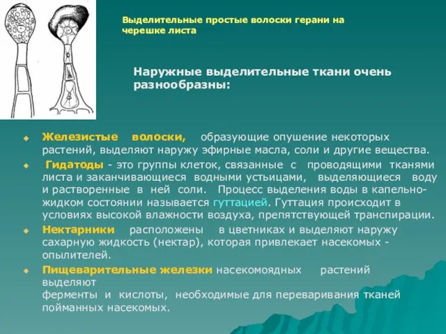 Железистые волоски, образующие опушение некоторых растений, выделяют наружу эфирные масла, соли