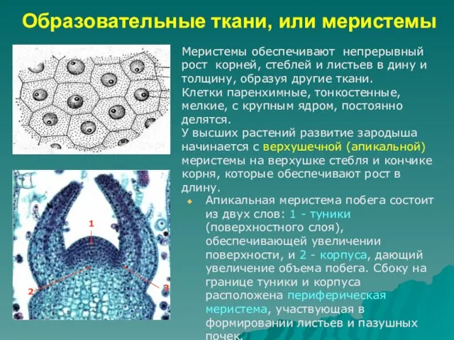 Образовательные ткани, или меристемы Апикальная меристема побега состоит из двух слов: