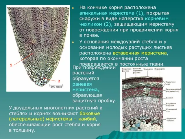 На кончике корня расположена апикальная меристема (1), покрытая снаружи в виде