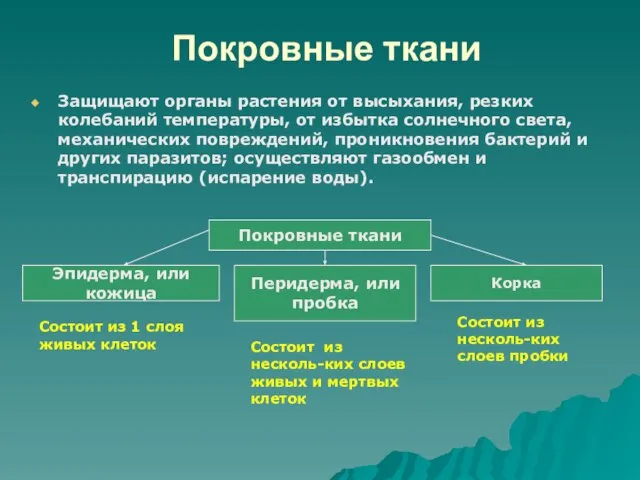 Покровные ткани Защищают органы растения от высыхания, резких колебаний температуры, от