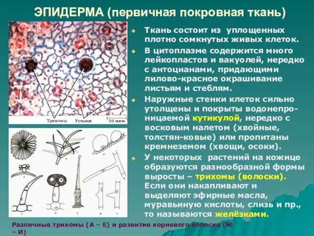 ЭПИДЕРМА (первичная покровная ткань) Ткань состоит из уплощенных плотно сомкнутых живых