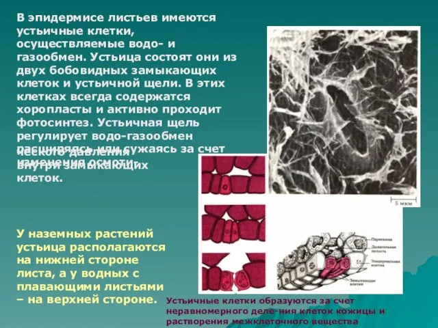 В эпидермисе листьев имеются устьичные клетки, осуществляемые водо- и газообмен. Устьица