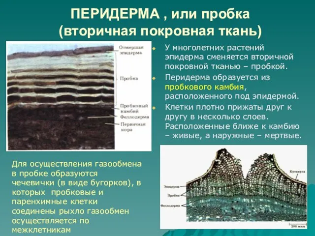 ПЕРИДЕРМА , или пробка (вторичная покровная ткань) У многолетних растений эпидерма