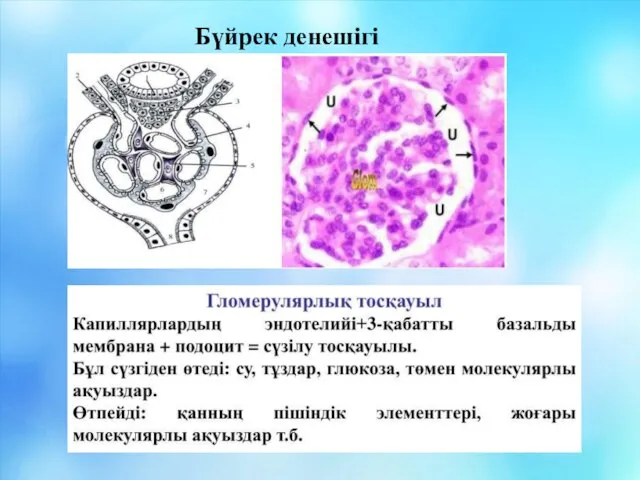 Бүйрек денешігі