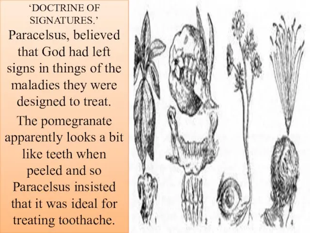 ‘DOCTRINE OF SIGNATURES.’ Paracelsus, believed that God had left signs in