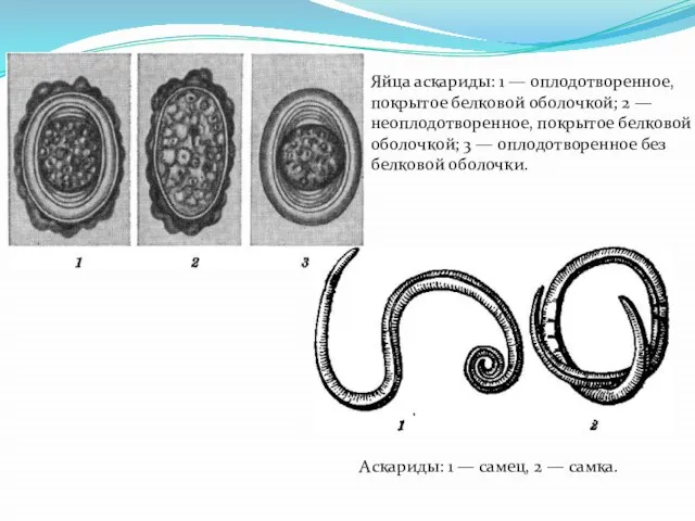 Яйца аскариды: 1 — оплодотворенное, покрытое белковой оболочкой; 2 — неоплодотворенное,