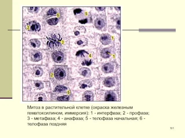 Митоз в растительной клетке (окраска железным гематоксилином, иммерсия): 1 - интерфаза;