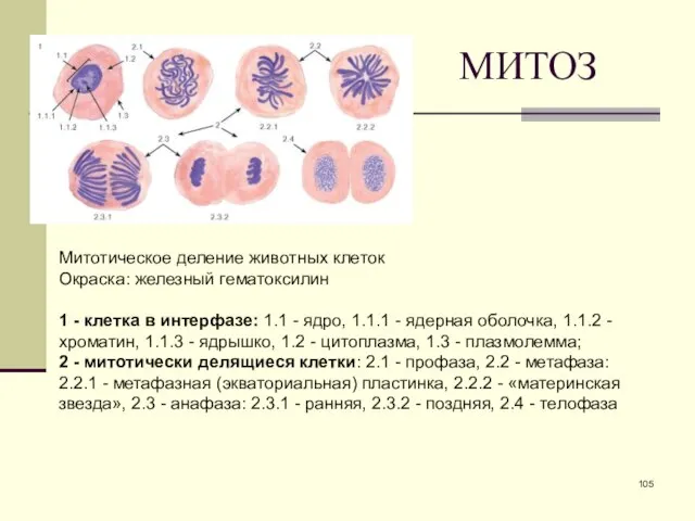 МИТОЗ Митотическое деление животных клеток Окраска: железный гематоксилин 1 - клетка