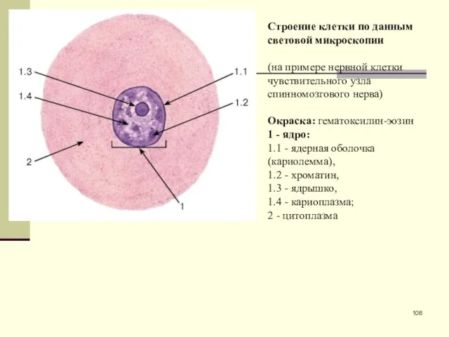 Строение клетки по данным световой микроскопии (на примере нервной клетки чувствительного