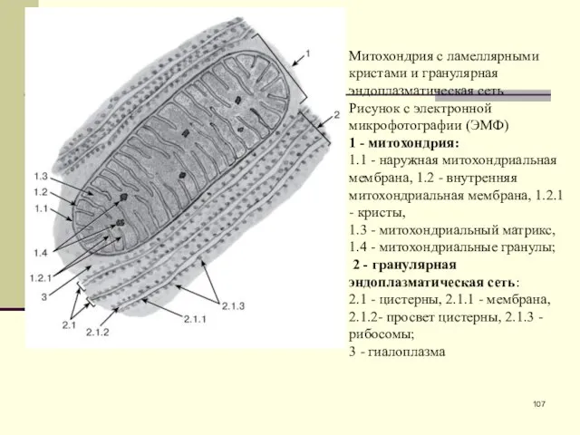 Митохондрия с ламеллярными кристами и гранулярная эндоплазматическая сеть Рисунок с электронной