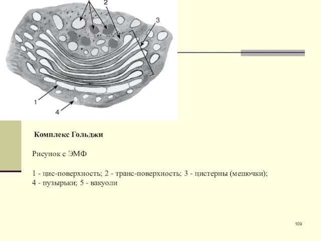 Комплекс Гольджи Рисунок с ЭМФ 1 - цис-поверхность; 2 - транс-поверхность;