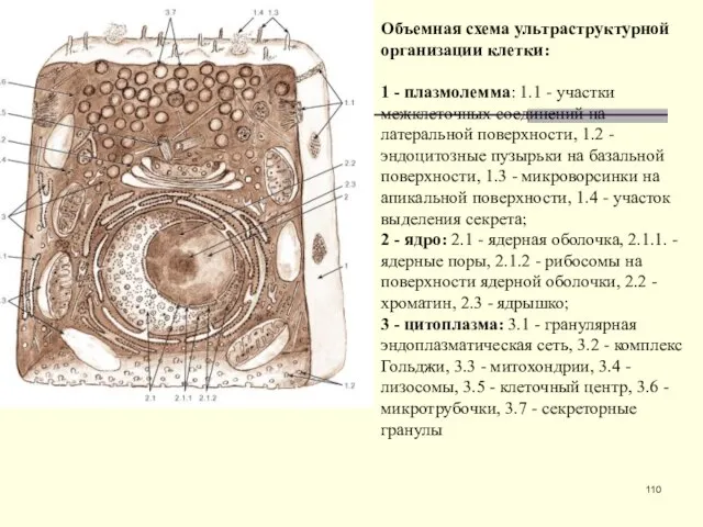 Объемная схема ультраструктурной организации клетки: 1 - плазмолемма: 1.1 - участки