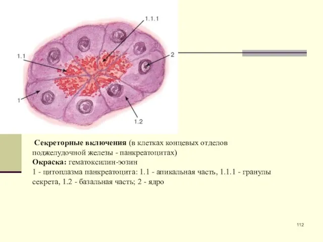 Секреторные включения (в клетках концевых отделов поджелудочной железы - панкреатоцитах) Окраска: